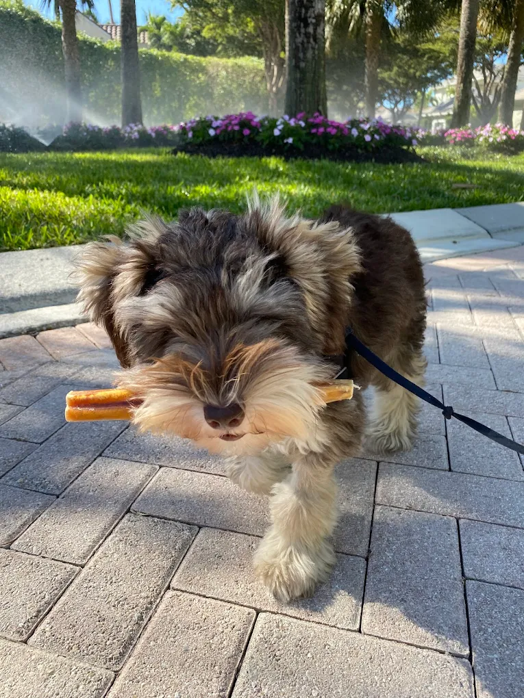 Groomer giving personal attention to a dog